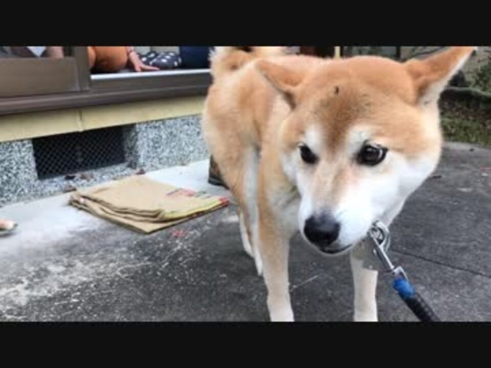 帰りたくない犬 ニコニコ動画