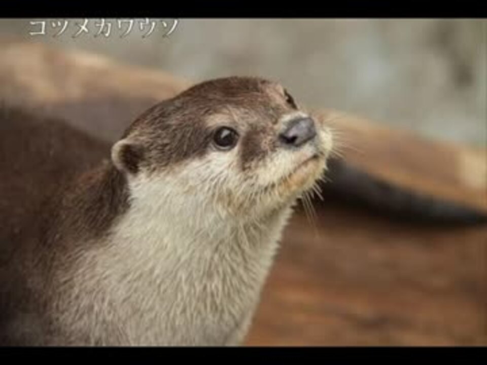 コツメカワウソとオオカワウソの比較ｕｃ ニコニコ動画