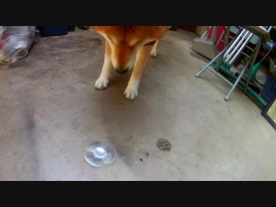 ハンドスピナーと柴犬 ニコニコ動画
