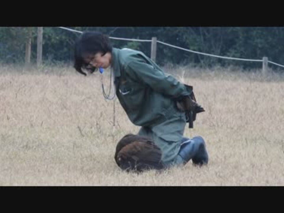 ハリスホークの呼び寄せ訓練 ニコニコ動画