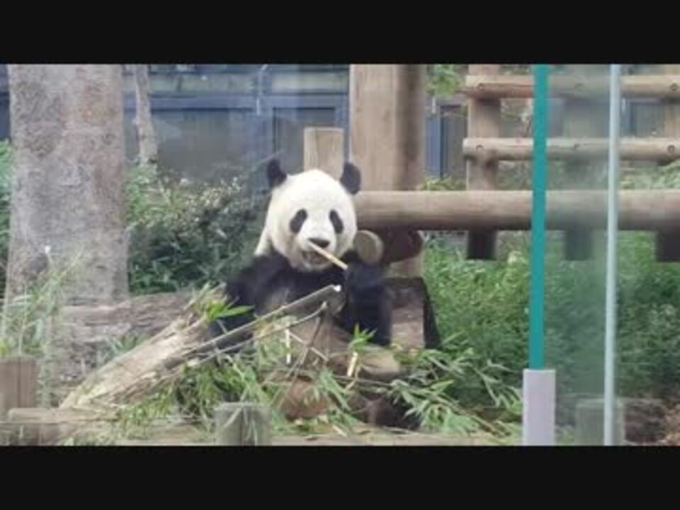 パンダの朝ごはんタイム 開園直後の上野動物園 ニコニコ動画