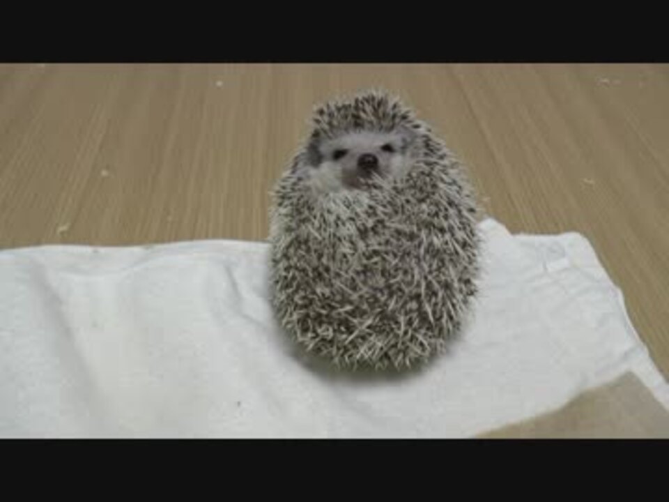 人気の 動物 ハリネズミ 動画 721本 2 ニコニコ動画