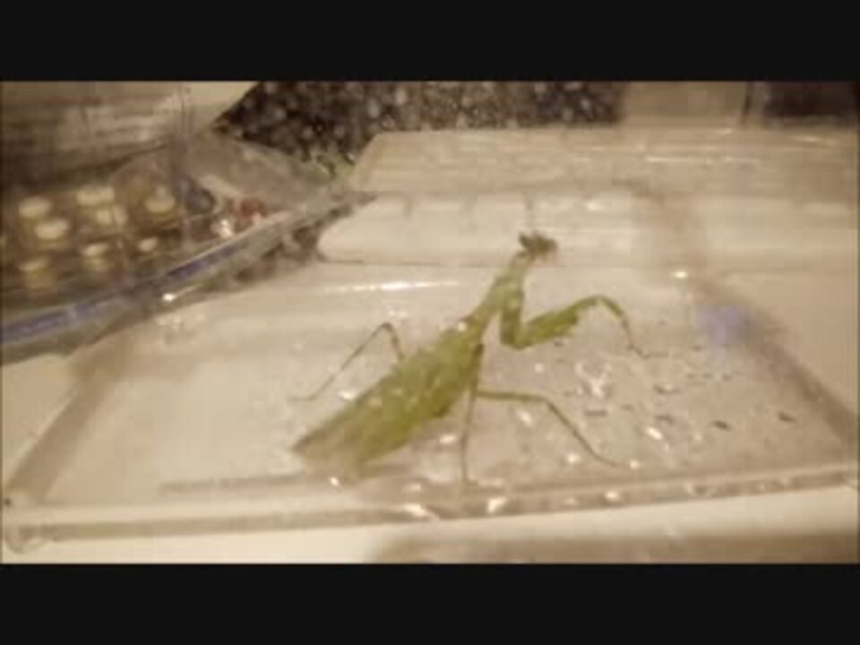 人気の 自然 カマキリ 動画 64本 2 ニコニコ動画