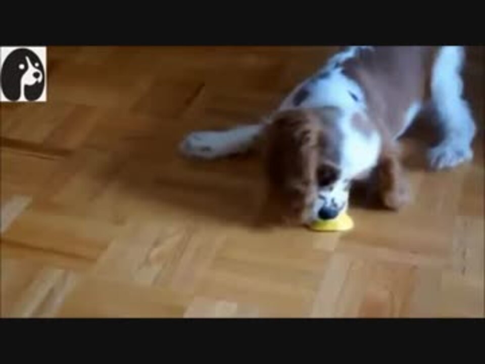徳川高人レモンを相手に遊ぶ犬の反応が面白いwww ニコニコ動画