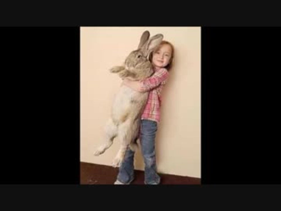 徳川高人の動物チャンネル ギネス級 世界一大きいウサギ ニコニコ動画