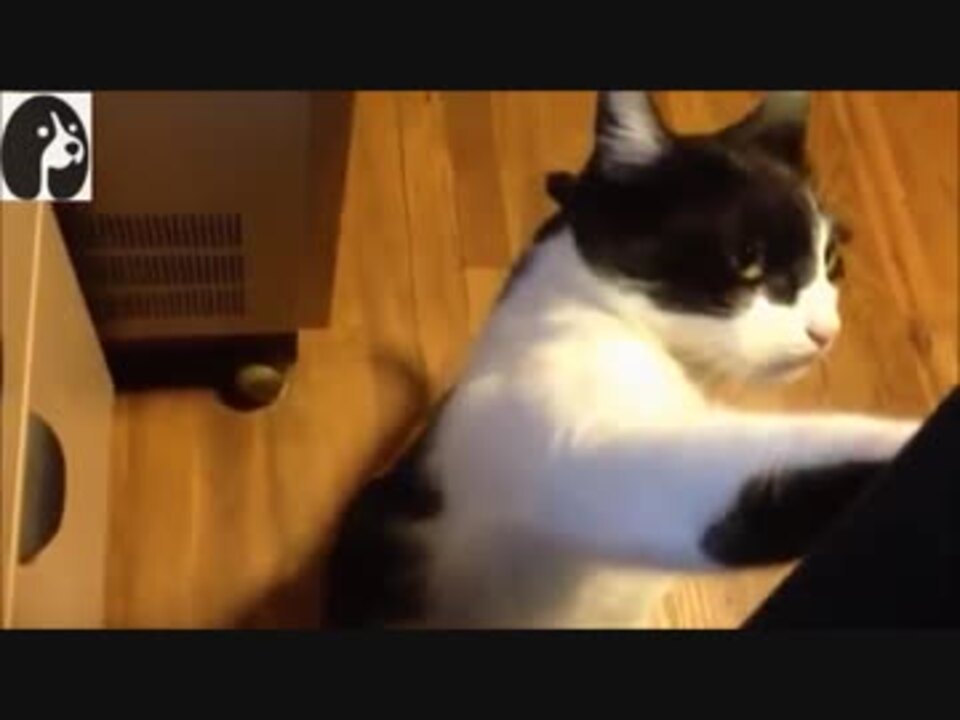 人気の 猫 おもしろ 動画 61本 ニコニコ動画