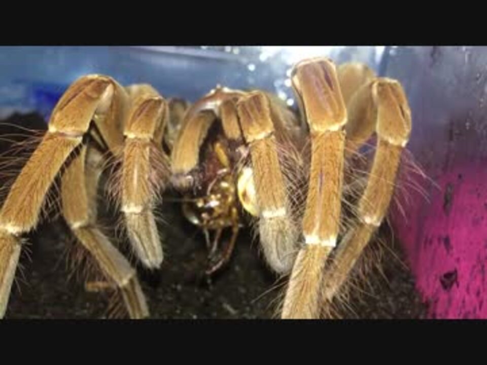 ゴライアスバードイーター バリバリ食べる ニコニコ動画