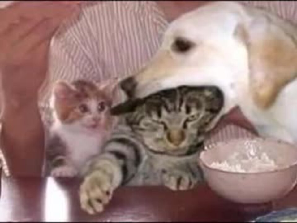 子猫 かわいいこぬこたち 坂本勝直の癒やしの猫動画集 ニコニコ動画