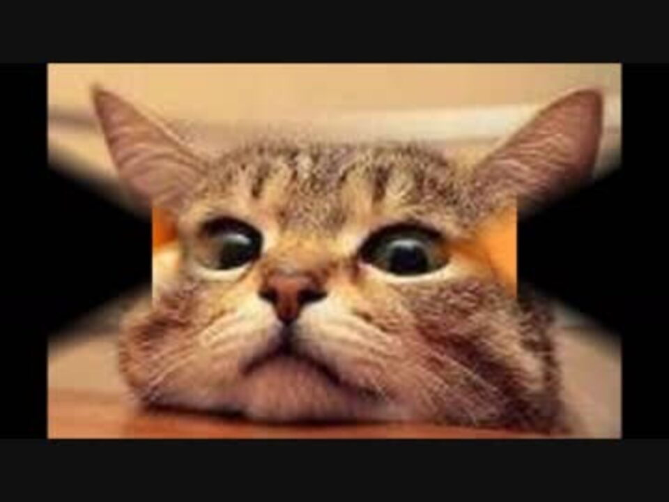 ネットで人気の猫 癒し 坂本勝直のかわいいぬこ動画集 ニコニコ動画