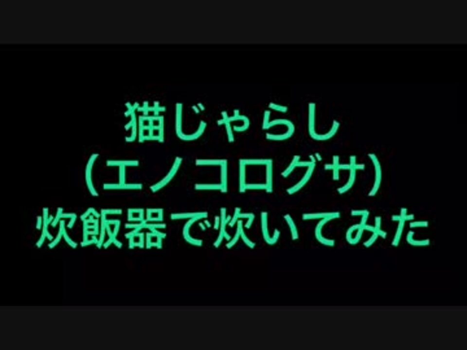 猫じゃらし エノコログサ 炊いて食べてみた ニコニコ動画