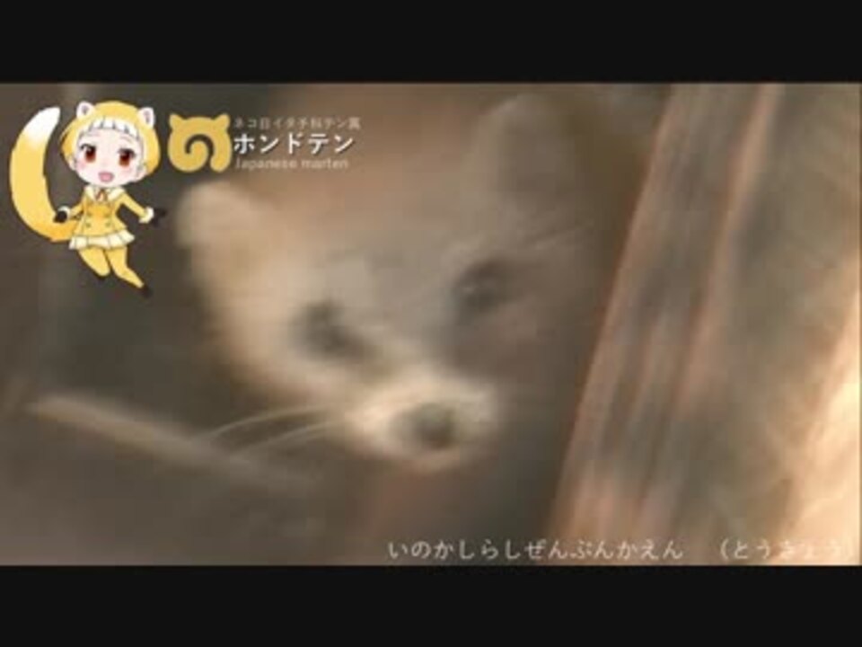 かくれんぼがたーのしー ホンドテンちゃん ニコニコ動画