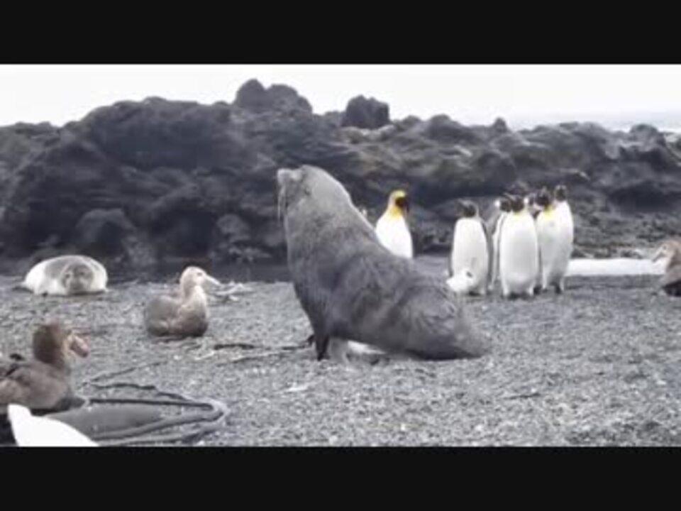 ペンギンに性的暴行を加えるアザラシ Bgm 年越しセックス Knots ニコニコ動画