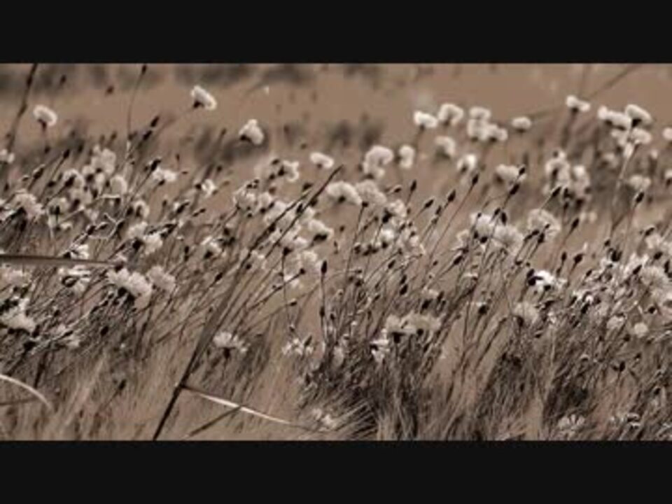 人気の 岡本真夜 Tomorrow 動画 30本 ニコニコ動画