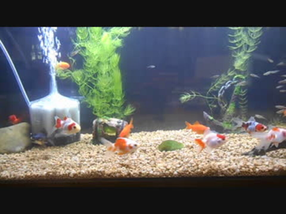 アクアリウム 90cm金魚水槽 ニコニコ動画