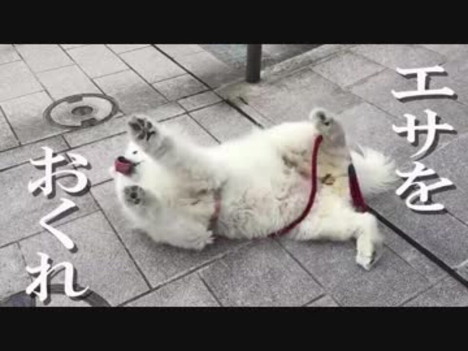 人気の サモエド 動画 122本 2 ニコニコ動画