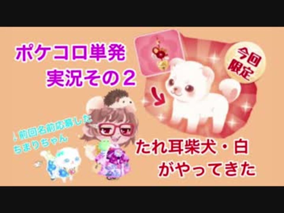 ポケコロ新春ガチャ限定のたれ耳柴犬がやってきた 単発実況 ニコニコ動画