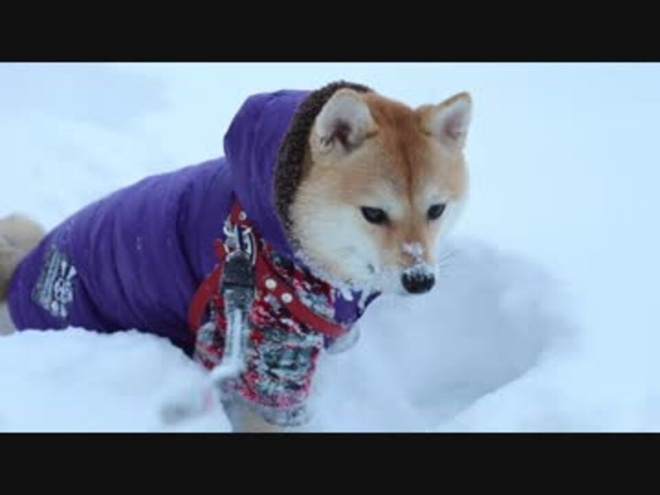 はじめての積雪にテンションが上がる柴犬 ニコニコ動画