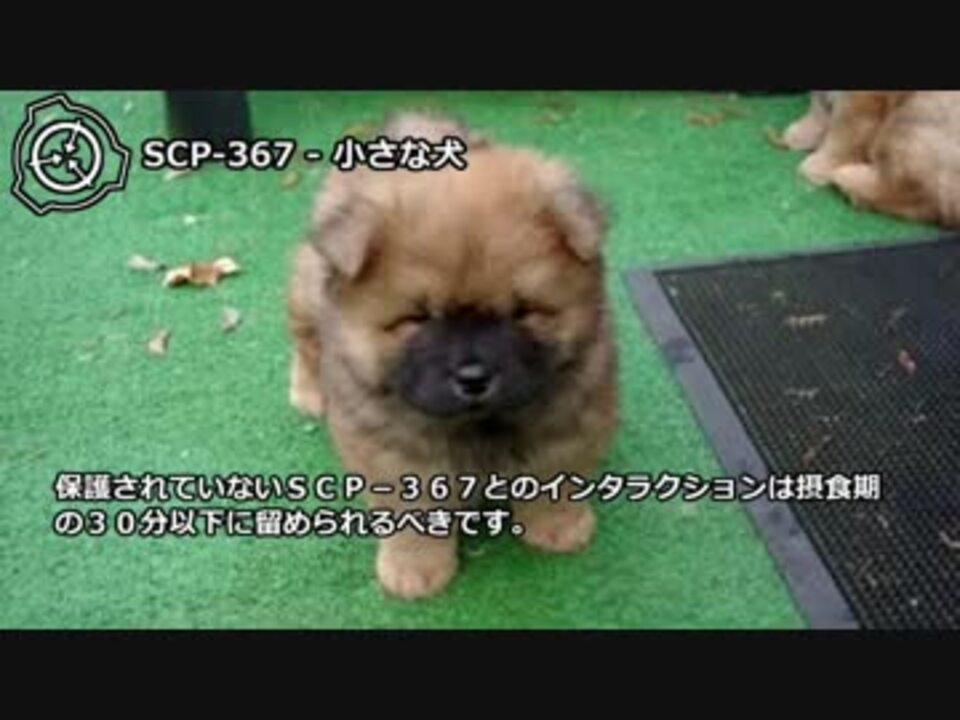 怪異249 Scp 367 小さな犬 ニコニコ動画