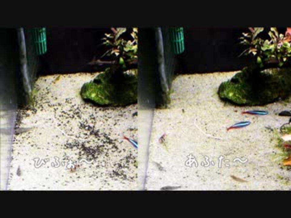 眺めて楽しむアクアリウム No 03 砂に混ざったソイルのお掃除 ニコニコ動画