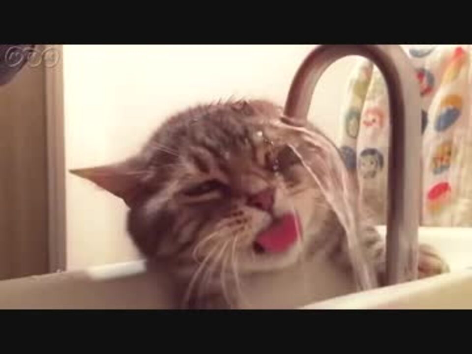 水を飲むのが下手な猫 ニコニコ動画