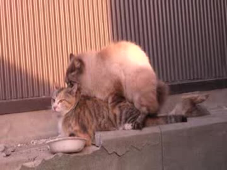 野良猫のの交尾 よく腰が動いてます ニコニコ動画