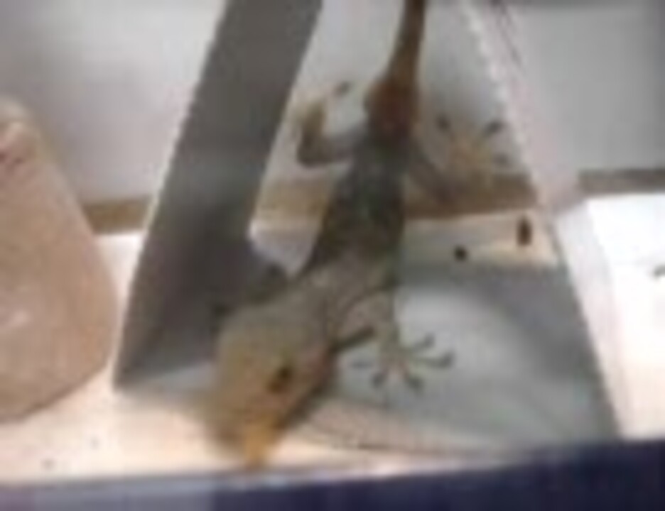 人気の ヤモリ 動画 266本 8 ニコニコ動画