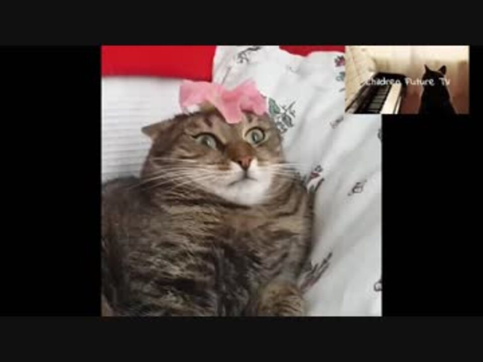 おもしろ可愛い 面白い猫の動きや表情に癒されるｗ ニコニコ動画