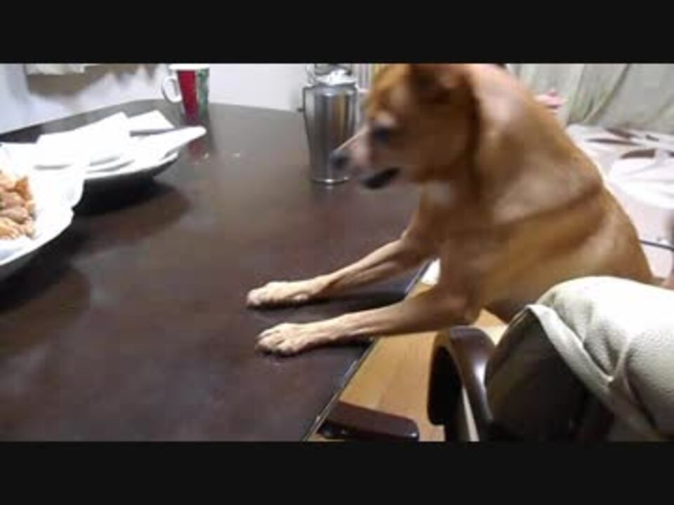 犬動画 からあげを食べたい犬 ペット動画 ニコニコ動画