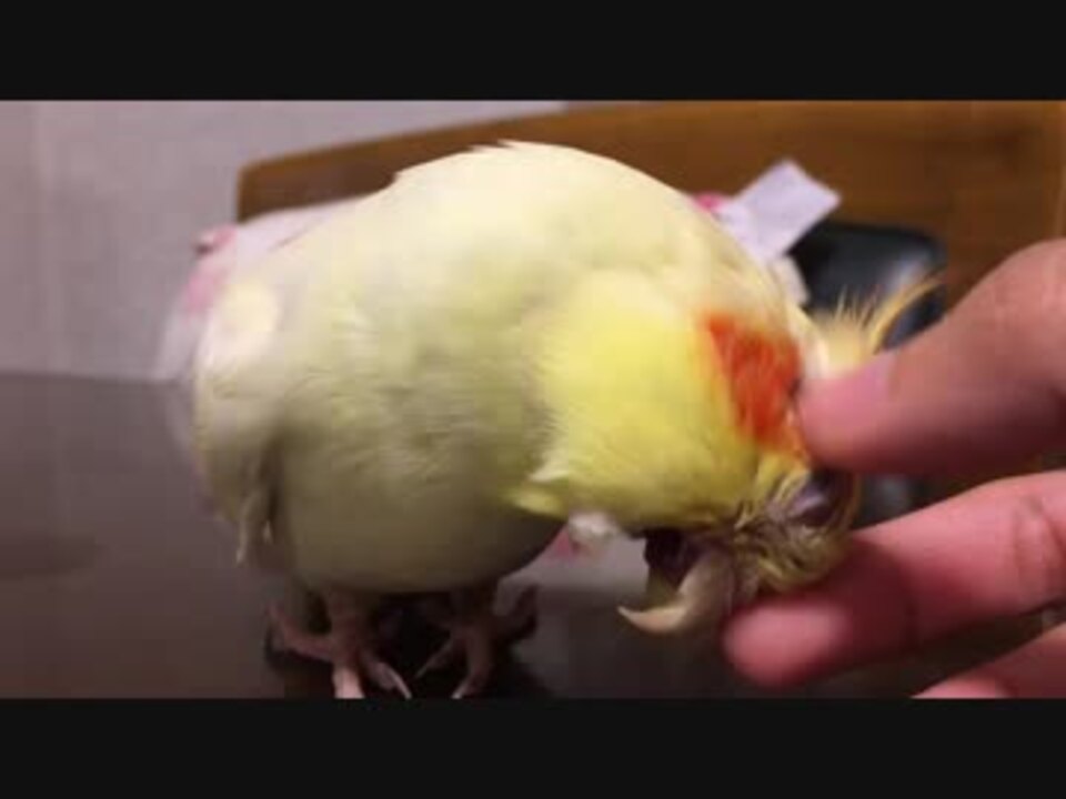 人気の 動物 オカメインコ 動画 2 341本 17 ニコニコ動画