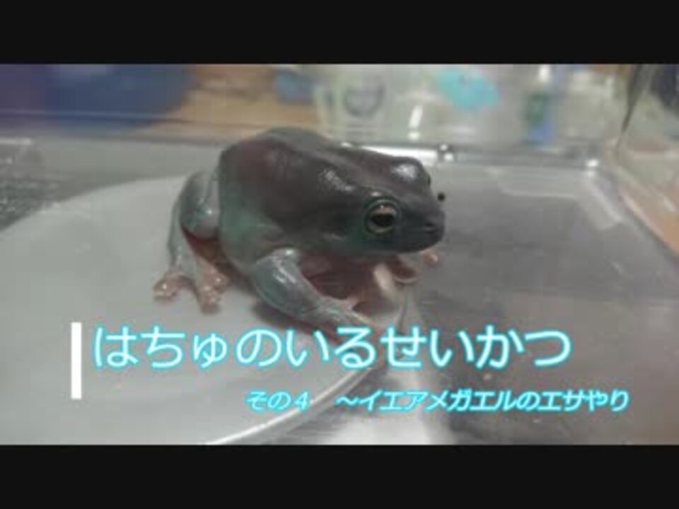 はちゅのいるせいかつ４ イエアメガエルのエサやり ニコニコ動画