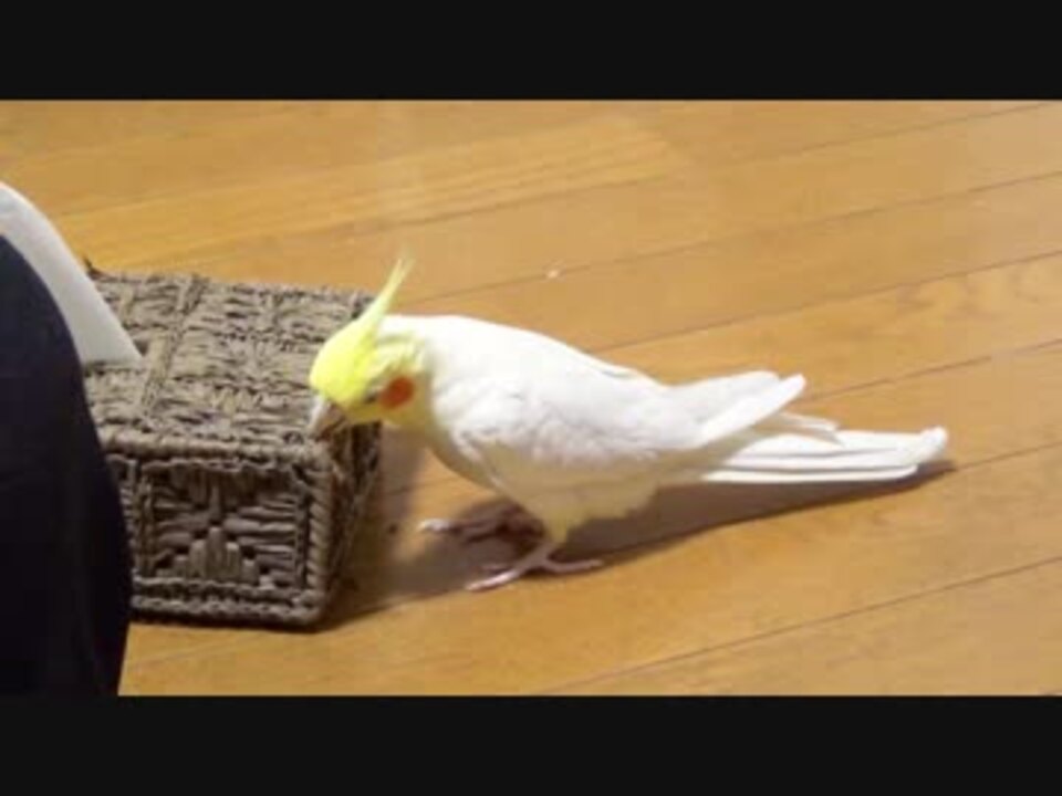 無料でダウンロード オカメインコ おもちゃ 遊ばない おもちゃコレクション無料