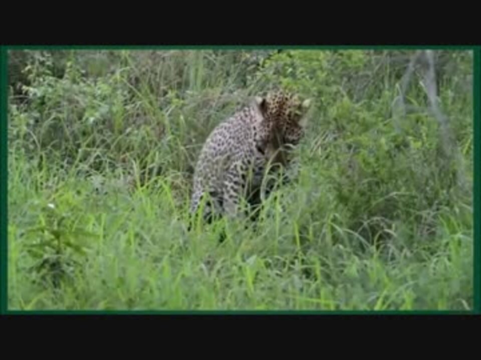 動物たちの衝撃映像 野生の本能の戦い 捕食 ニコニコ動画