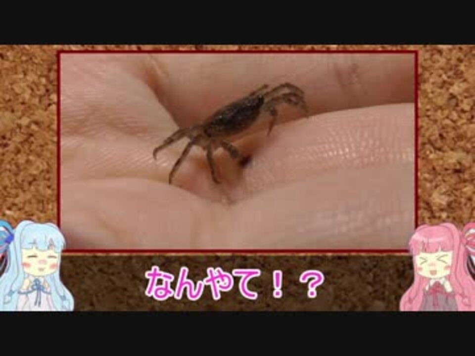 赤ちゃんカニのお披露目 その３ ニコニコ動画