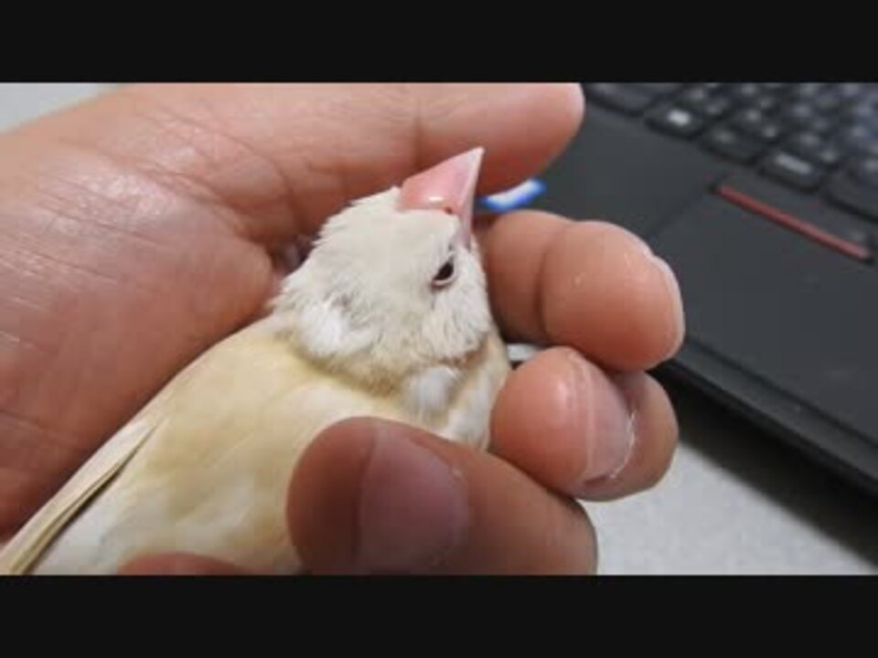 握り文鳥 ニコニコ動画
