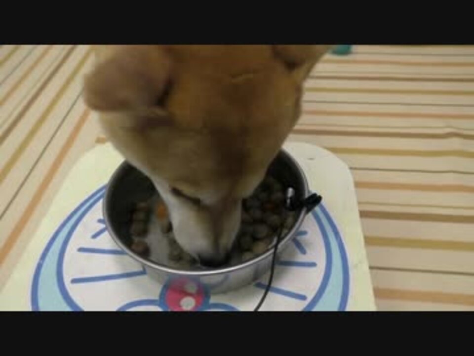 柴犬小春 マニア限定asmrマラソン１ｈ 盛大なる食べつくしまとめ総集編 ニコニコ動画