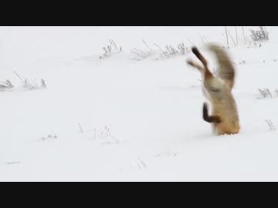 爆笑 雪にキツネ突き刺さる ニコニコ動画