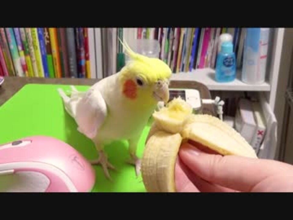 オカメインコちゃん レモンのクロス キー Sucasa Com Ve