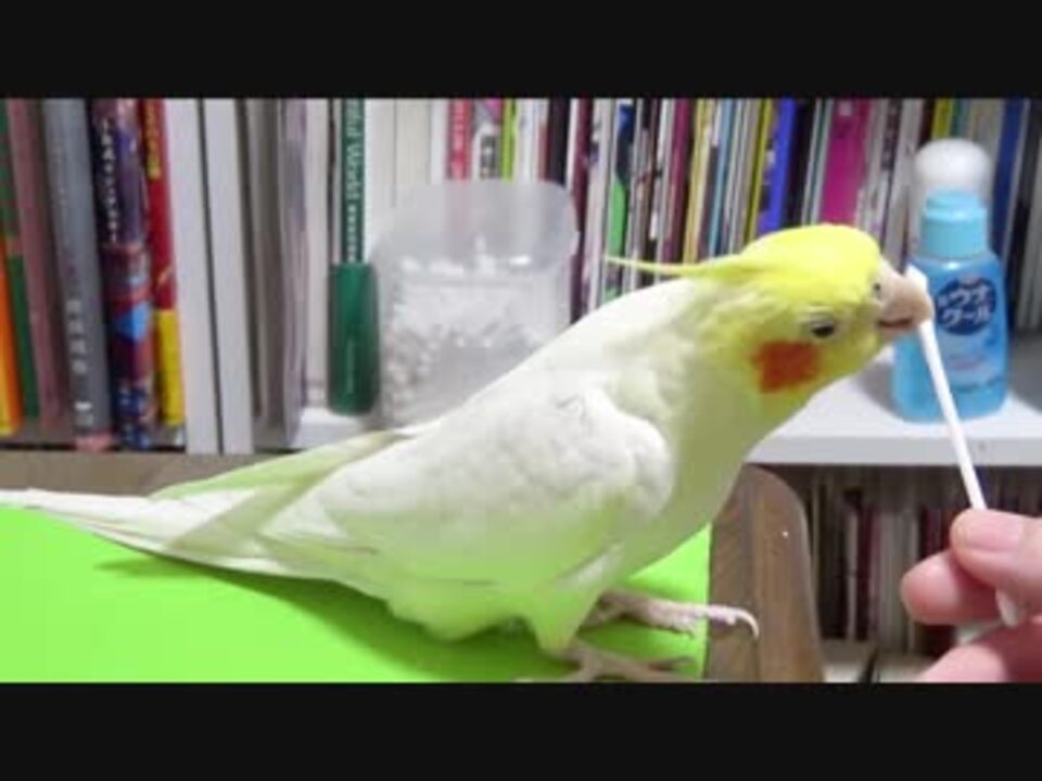 人気の オカメインコ カメちゃん 動画 34本 ニコニコ動画