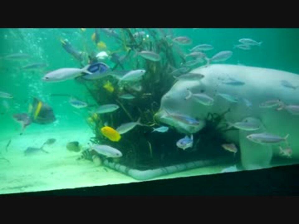 鳥羽水族館 ジュゴンのセレナの食事 ニコニコ動画