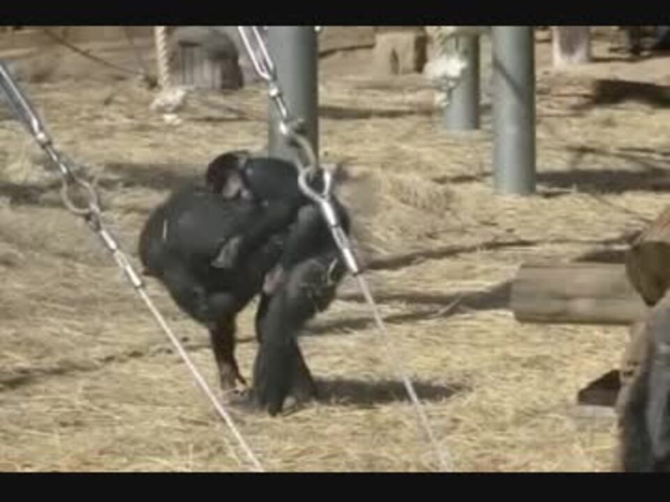 チンパンジー 遊びながら叱られるワンパクなフブキ君 多摩動物公園 ニコニコ動画