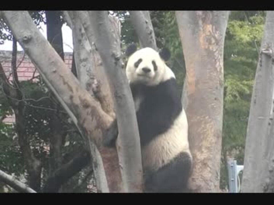 人気の パンダ 上野動物園 動画 50本 ニコニコ動画