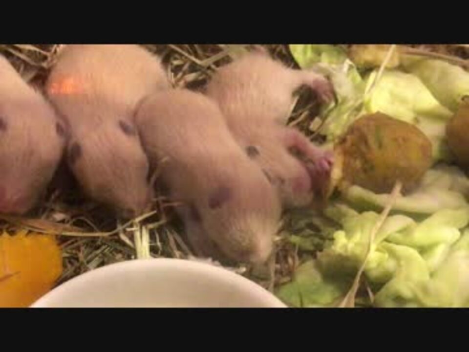 キンクマハムスターの赤ちゃん離乳食 ニコニコ動画