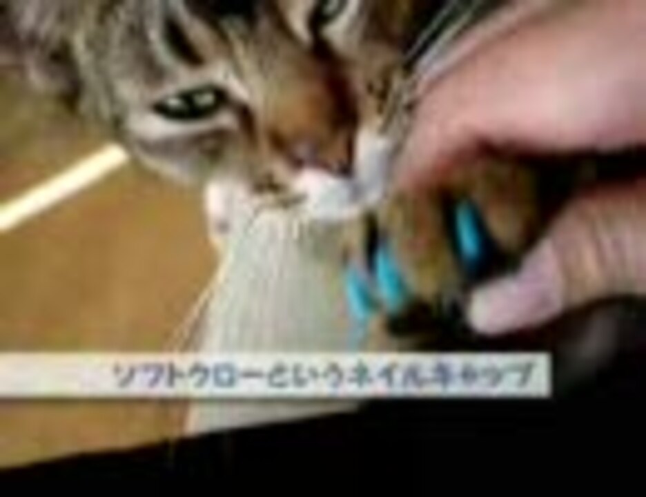 癒し猫気ままな猫かわいい猫 犬のような猫アビ男登場 ニコニコ動画