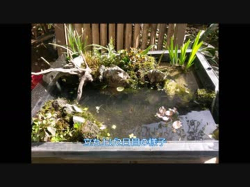 トロ船 ビオトープリセット18 4 メダカ ニコニコ動画