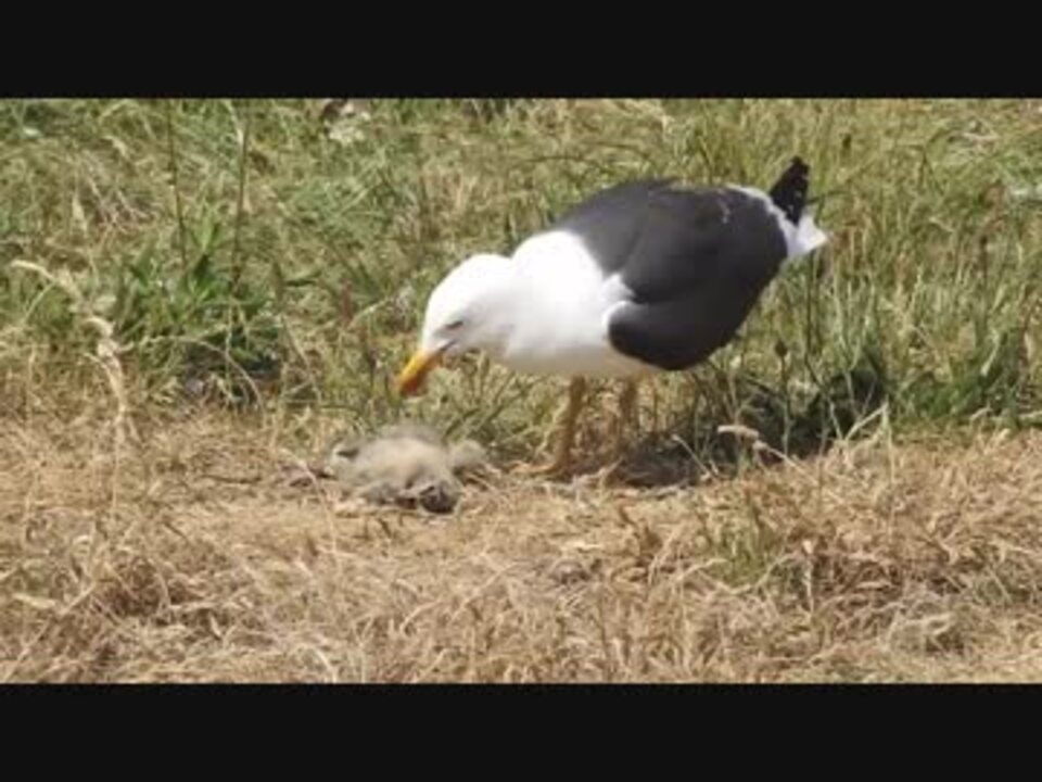 捕食 ヒナ鳥をむさぼり食べるサギ ニコニコ動画