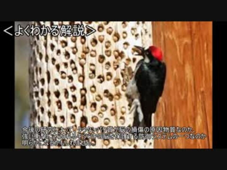 ゆっくり動物雑学 キツツキは木を叩く時 ニコニコ動画