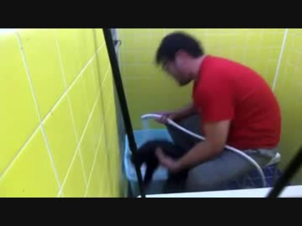 人気の Gato 動画 541本 ニコニコ動画