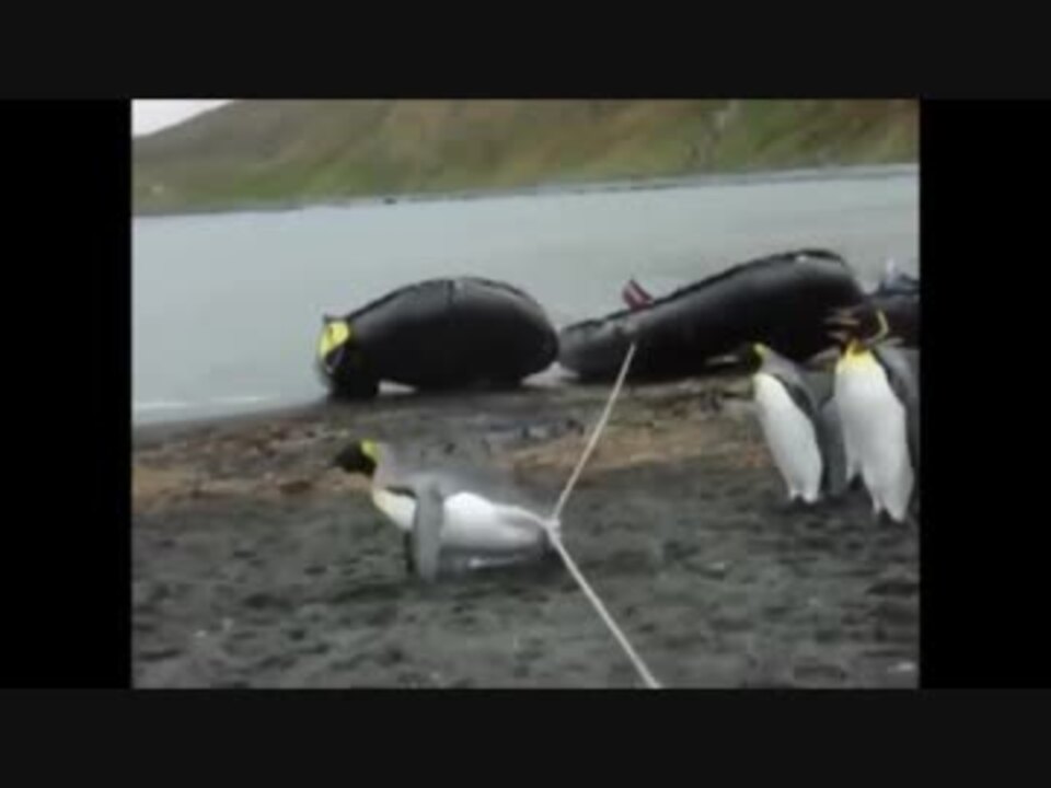 人気の アデリーペンギン 動画 45本 ニコニコ動画