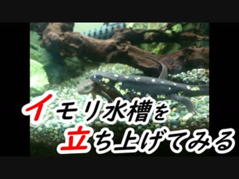 アクアテラリウム イモリ水槽を立ち上げてみる 前編 ニコニコ動画