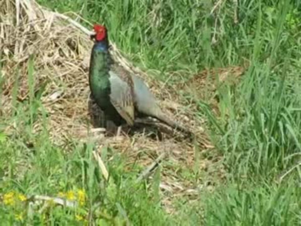 野鳥シリーズ 餌を食むキジの夫婦 鮎川河川敷 ニコニコ動画